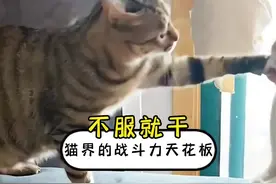 怪不得被称为猫界的战斗力天花板#万万想不到 #狸花猫视频封面