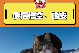 小悟空去了喵星…😭#小猫悟空离世 #小猫悟空 #社会百态 @DOU+上热门视频封面