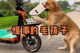 懂事的毛孩子 狗狗的听话，不是因为惧怕，而是出于信任，这份懂事，尤为珍贵。 #狗狗的心思都写在脸上了 #为什么老人养的宠物都这么听话 #谁家小狗像个小宝宝 #万物可爱计划 #宅家治愈记视频封面