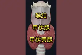 甲状腺 甲状旁腺 甲状软骨与喉结，快快点赞收藏起来!#甲状腺 #开工去班味健康指南 #抖出健康知识宝藏 #医疗健康创作训练营 #内容启发搜索