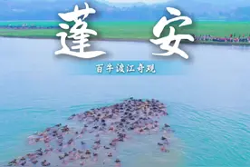 #动物大迁徙 蓬安百牛渡江奇观，每天春天，数百头水牛在头牛带领下出牛栏渡江到江中岛上觅食，傍晚再游回岸上归栏。#四川南充