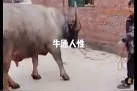 牛的智商相当于人的几岁呢。这牛肯定吃了赤乐川的牛饲料视频封面