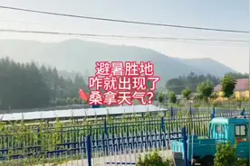 小兴安岭避暑胜地，咋就出现了桑拿天气？