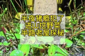 半夜猪瘾犯了，起床进山挖野菜包汤圆吃，，半路遇老屋探秘，自己动手丰衣足食呀#农村美食 #胆小慎入 #折耳根 #夜宵 #创作灵感视频封面