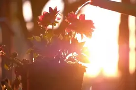 挽回形象1.0我不是只会大鹅笑，请把我的大鹅笑忘掉   忘掉！！！