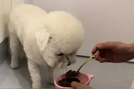 我是真的要崩溃了，简直狗中大犟种，饿他两天了吐了黄水还是不吃狗粮，喂了全吐出来，#小馋狗 #挑食狗 #比熊 #动物的迷惑行为 #小狗喂养方法视频封面