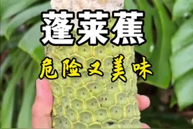 龟背竹的果实蓬莱蕉，最危险的才是最迷人的，被称为世界上最好吃水果之一。#植物科普 #一日一植物 #龟背竹 #蓬莱蕉视频封面