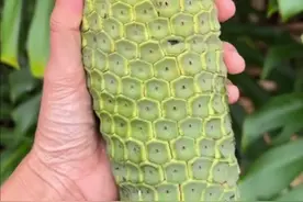 龟背竹的果实蓬莱蕉，最危险的才是最迷人的，被称为世界上最好吃水果之一。#植物科普 #一日一植物 #龟背竹 #蓬莱蕉