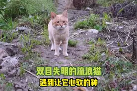 双目失明的流浪猫还好遇到让它心软的神! #万物可爱计划视频封面
