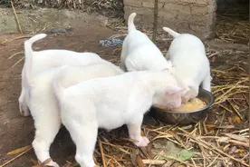 纯短毛下司幼犬#实战猎犬 #下司犬 #猎犬热爱 #猎狗 #土猎