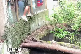 女子拍照时手机意外掉进鳄鱼池，男子翻越护栏帮忙捡手机，捡到的瞬间 鳄鱼游了过来视频封面