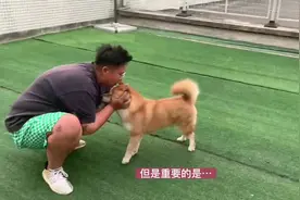 致"柴犬就是性格有问题"、"打的不够狠"、"成年了性格改不了了"。视频封面