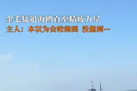 金毛猛追海鸥直到筋疲力尽#萌宠 主人：本以为会咬海鸥，没想到…#不厚道的笑了 #真狗系列视频封面