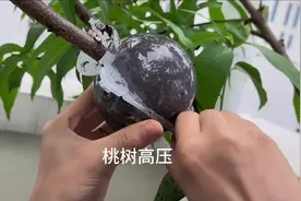 给大家表演个高压桃树，第一次。你们觉得怎么样？🫣🫣🫣#桃子