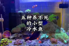 推荐5种养不起的小型冷水鱼，生命力强到不需要任何养功视频封面