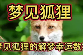梦见狐狸要发财接好运了！#神奇动物在抖音 #狐狸 #动物世界视频封面