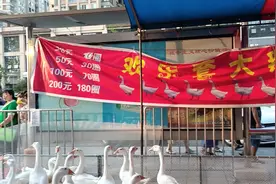 这个游戏有点刺激喔！#套大鹅 #套圈圈还有谁