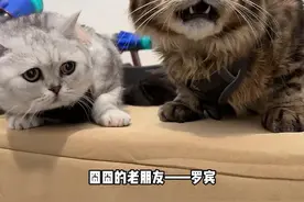 带囧囧出去玩啦！猜猜遇到了谁。#上海宠物时装周#上海国际时尚中心#petstar宠物#萌宠 #我的毛孩子视频封面