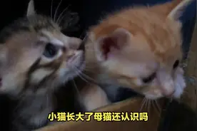 小猫长大了还认识母猫吗？小猫多久会忘记猫妈妈？#宠物知识