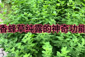 香蜂草纯露其实还有很多神奇的用法，我不能说太多