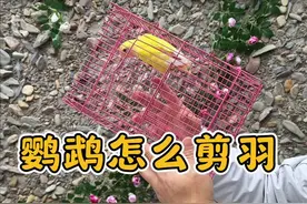 鹦鹉应该怎么剪羽 #鹦鹉鹦鹉萌萌哒逗鹦鹉 #鹦鹉小白 #鹦鹉🦜 #养鸟经验分享 #养鹦鹉日记