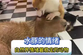 为什么水豚的情绪能这么稳定 #卡皮巴拉 #人与动物和谐共处视频封面