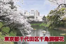 日本東京最美三大赏樱花胜地《千烏渊樱花》#日本旅游 #樱花视频封面