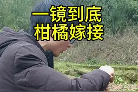 回复 @小蜗牛.的评论 #嫁接技术 #柑橘嫁接  只呢回复一个人 ，你觉得能干到天慌地老吗？，虽然速度赶不上嫁接队的 ，但相比你们常规的种植户 怕是绰绰有余了吧，我有很多视频 都是教学分享 案例展示，原理剖析 试验实验等，大家取起精华舍其糟粕即可。 咋们“以抖会友”打开新世界视频封面