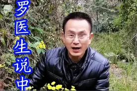 野菊花视频封面