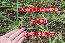 大蒜苗可以割着吃吗？怎样割好？如何种出独头蒜？视频封面