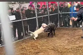 下司犬作为中华本土第一猎犬，其战斗力相当惊人。#下司犬 #狗王