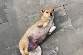 我跟狗子说很饿，结果……它居然想给我喂奶#狗狗 #农村土狗视频封面