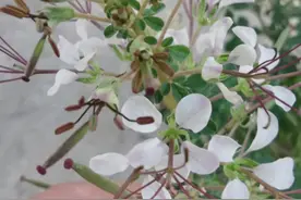 白花菜  每天认识一种中药材，今天认识一下白花菜。#白花菜 #常见的中草药 #中医中药 #漯河中医视频封面