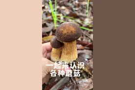 一起来认识各种蘑菇#捡菌子 #野生菌 #采蘑菇