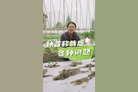 秧苗移栽后的各种问题该怎么提前预防 #种菜 #种植小技巧 #自己种的纯天然的绿色蔬菜 #我的小菜园 #关注我一起学种菜