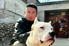 真正的重托！杜高犬，外号“白色亖神”“猎犬之王”#重托 #杜高犬 #猎犬之王 #猛犬视频封面