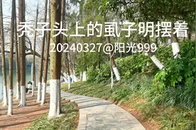 秃子头上的虱子明摆着#传递正能量#支持许妈彻查真相视频封面