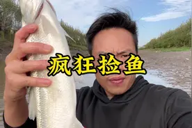 西干渠水位下降，到处都是鱼，太遗憾了#捕捞现场