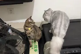 猫咪发出啊的声音是为什么啊？是生气了吗？小猫天天惹它。