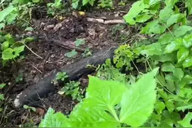 如果你在户外遇到野猪陷阱。接下来请看如何正确操作#真实户外 #国外合法拍摄国内请勿模仿视频封面