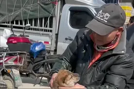 怎样选好狗才会没有矮脚狗串串狗，请记住这三样。#养狗人 #养狗经验分享 #狗狗 #中华田园犬 #农村土狗