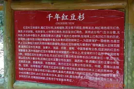 千年古树半佰人，环抱古树定乾坤，吸附灵气增长寿视频封面