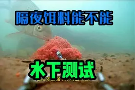 隔夜的饵料到底能不能用看视频就知道了#饵料窝料 #饵料测评视频封面