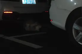 回宿舍意外发现了两只猫，结果就…#动物的迷惑行为 #猫咪视频封面