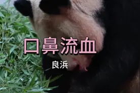 旅日大熊猫良浜，口鼻流血，一生经历坎坷，令人心疼不已！