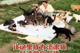 流浪猫大迁徙，给它们一个广阔的生活空间 #流浪猫#关爱流浪猫#彩棠小圆管粉底液视频封面