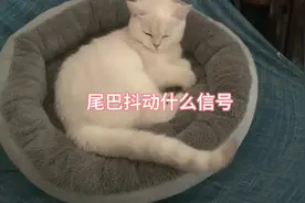 #记录猫咪日常 #傻猫的日常 尾巴抖动是什么信号