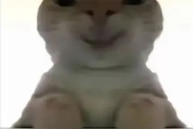 小猫会在59.50说阿米洛斯