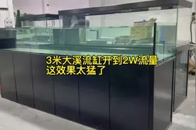 3米溪流缸加水测试运行 水泵开到2万流量的时候效果太猛了视频封面
