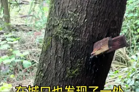 漆树肤烟皮也出现在城口的漆林中#生漆#大漆#城口生漆漆树#三农